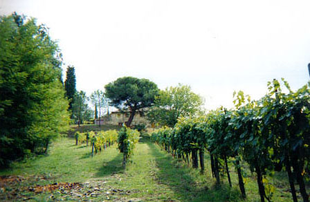 italyvineyard.jpg